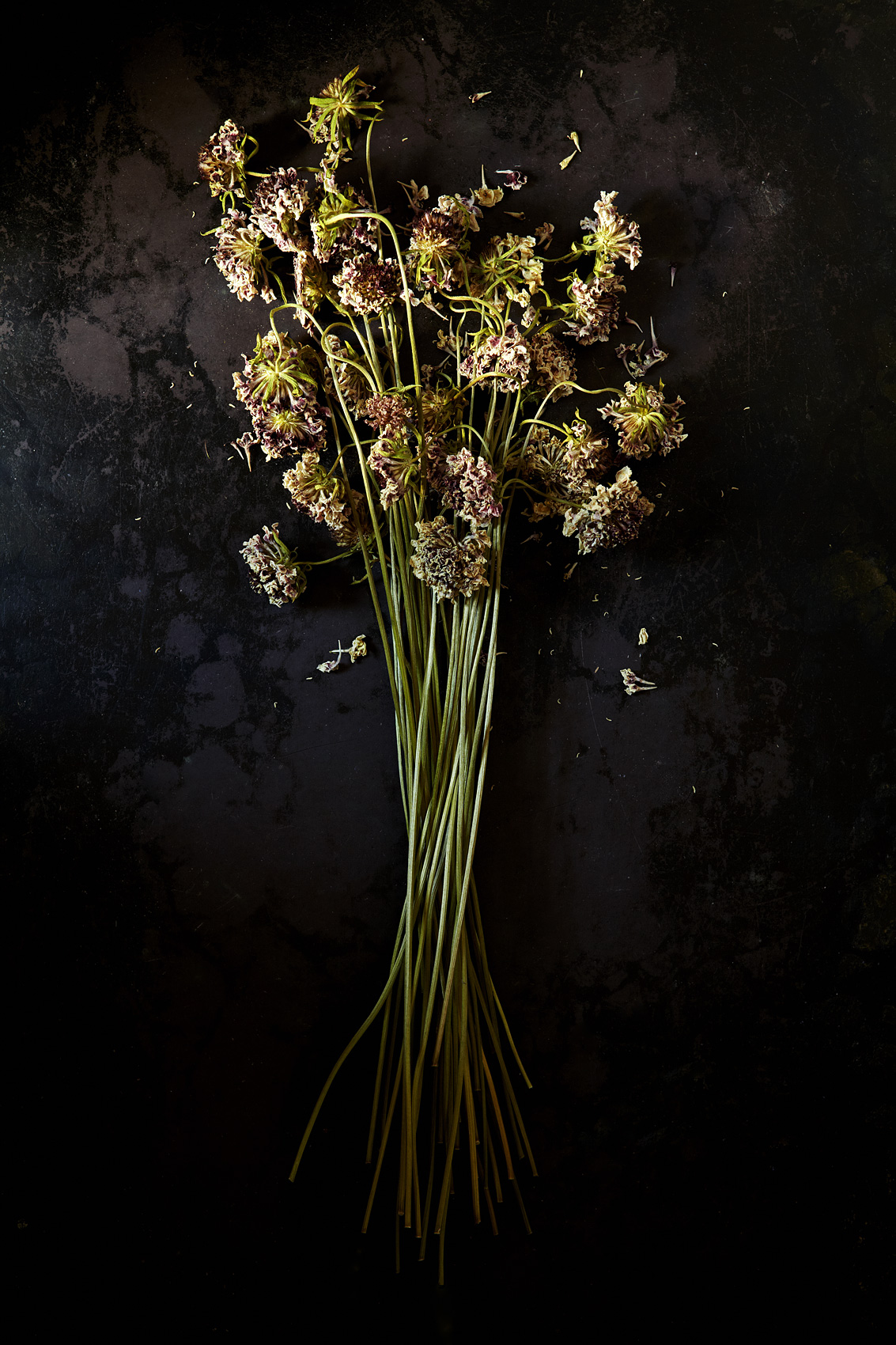 Scabiosa-flowers_arrangement_dried-ty-mecham