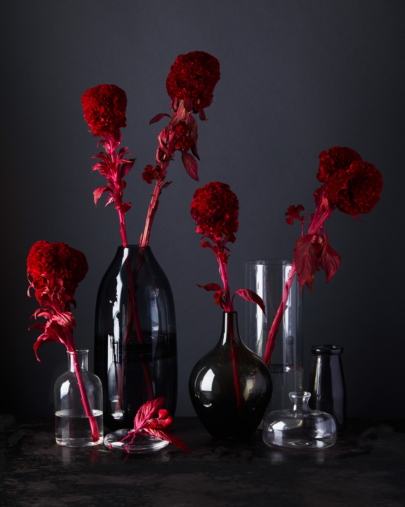 red-coxcomb-flowers_gray-set_floral_ty-mecham_emily-harris