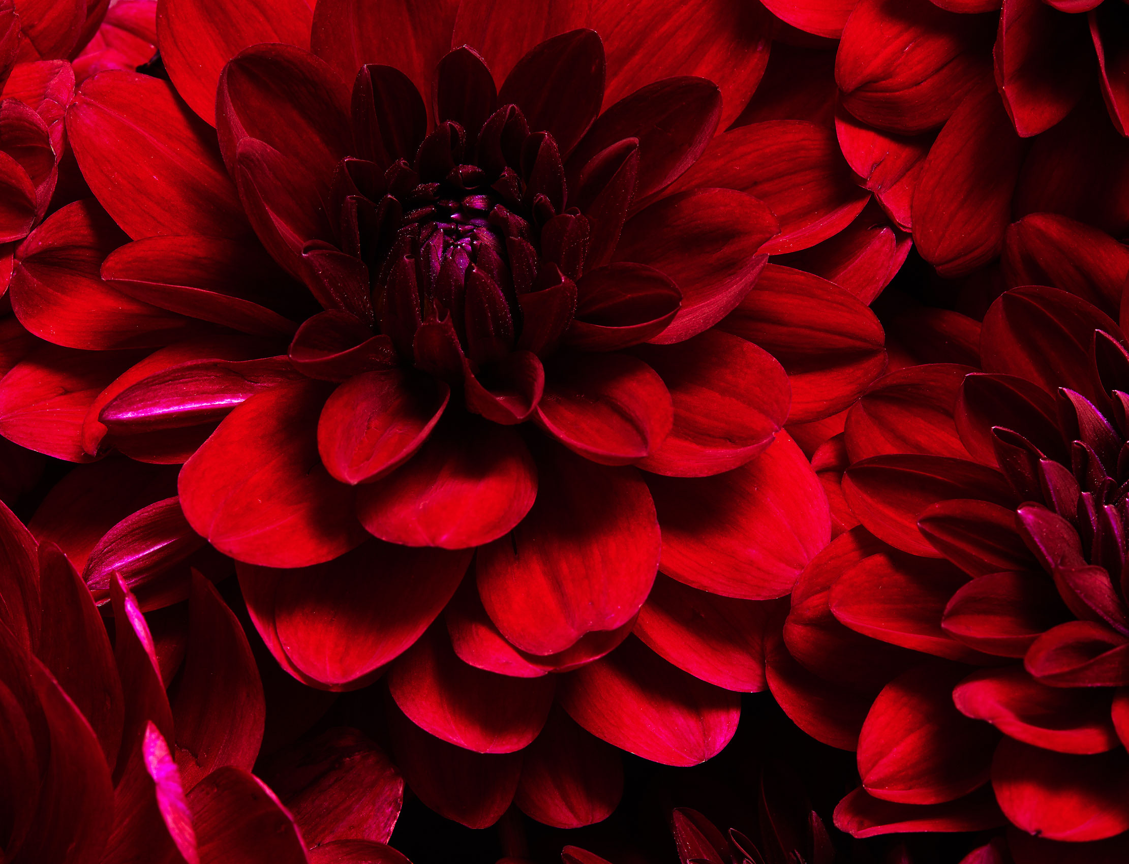 red-dhalia-flower-detail_floral_ty-mecham-emily-harris